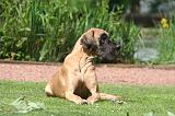 DOGUE ALLEMAND 844